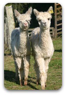 Cria_015.JPG