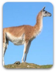 Guanaco1.jpg