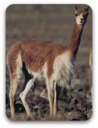 vicuna001.jpg