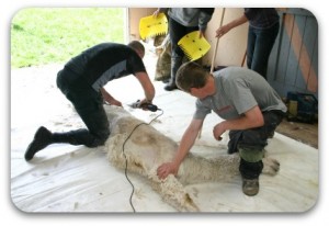 alpaca_shearing_on_floor.jpg