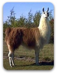 llama1.jpg