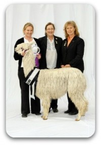 2010_AlpacaExpo_Onedin.jpg